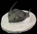 Bumpy Zlichovaspis Trilobite - Great Eye Facets #65818-3